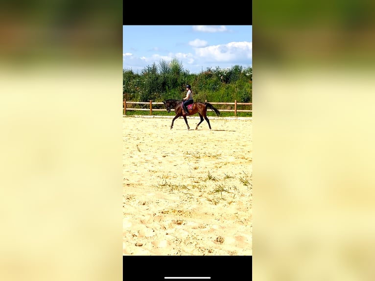 Other Thoroughbred Breeds Gelding 9 years 16,1 hh Brown in Wegeleben