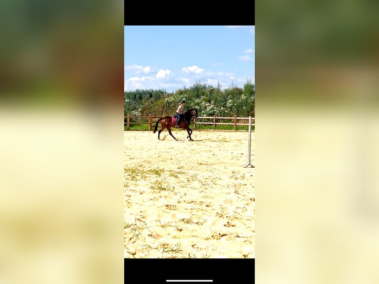 Other Thoroughbred Breeds Gelding 9 years 16,1 hh Brown in Wegeleben