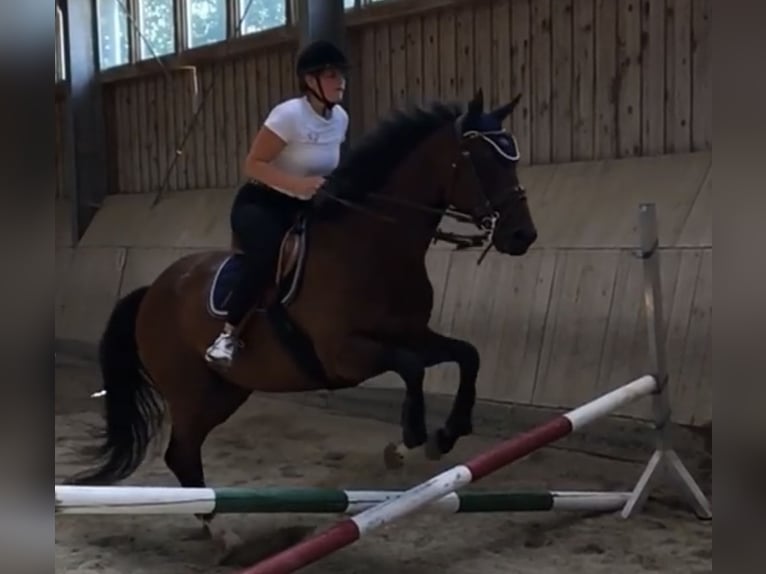 Other Thoroughbred Breeds Gelding 9 years 16,2 hh Bay-Dark in Bad Abbach