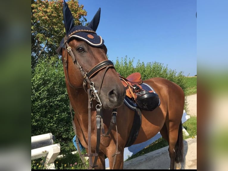 Other Thoroughbred Breeds Gelding 9 years 16,2 hh Bay-Dark in Bad Abbach