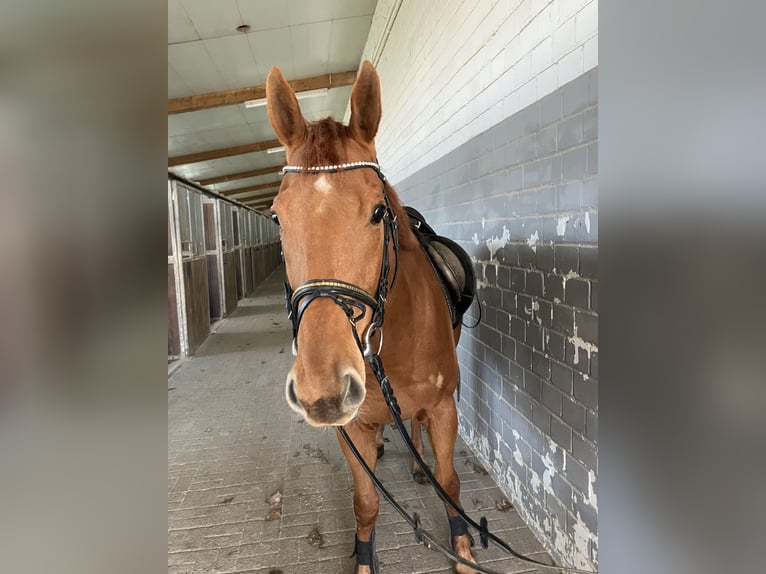 Other Thoroughbred Breeds Gelding 9 years 16 hh Chestnut-Red in Kaarst