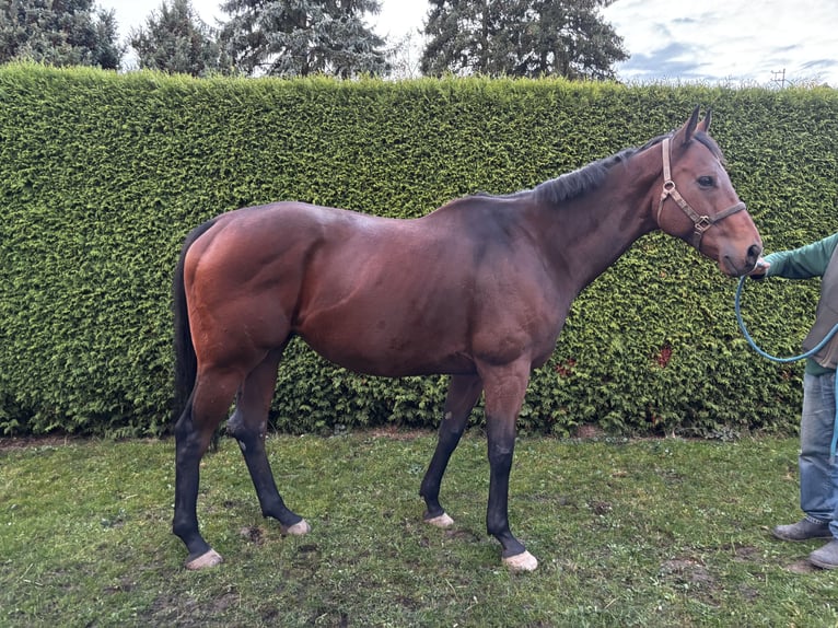 Other Thoroughbred Breeds Gelding 9 years 16,1 hh Brown in Beckingen