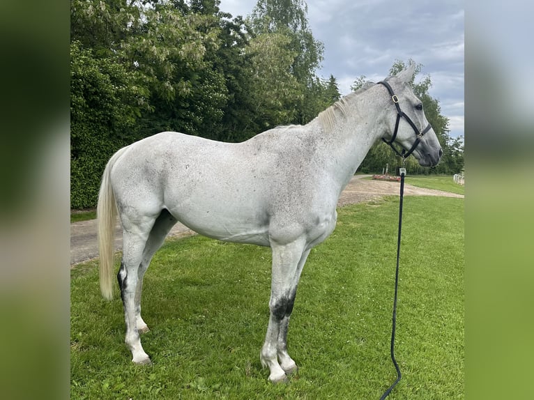Other Thoroughbred Breeds Gelding 9 years 17 hh Gray in Dielsdorf