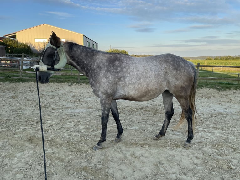 Other Thoroughbred Breeds Mare 10 years 14,2 hh Gray-Dapple in Bad Abbach