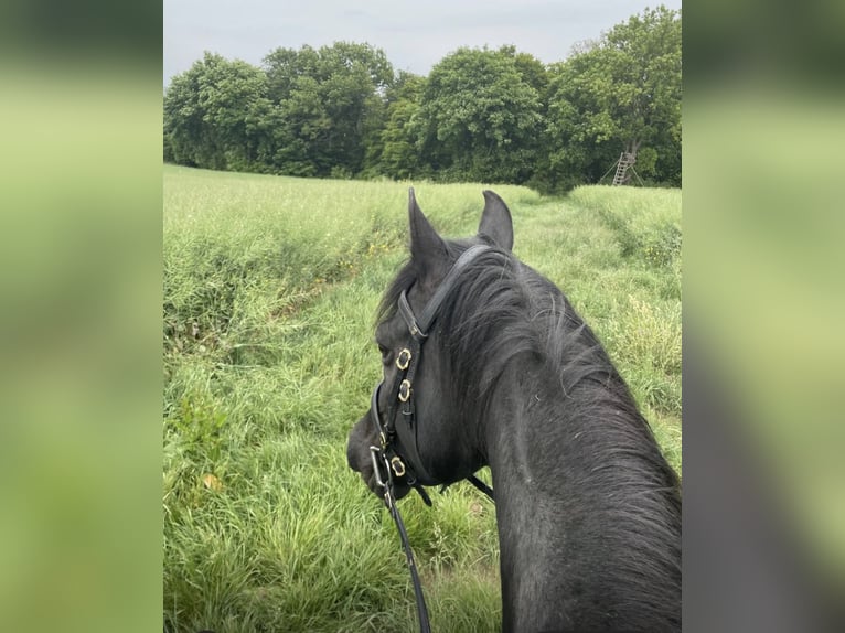 Other Thoroughbred Breeds Mare 10 years 15.1 hh Black in Greifenstein
