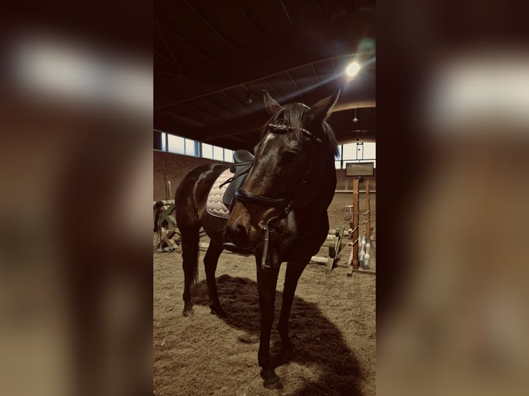 Other Thoroughbred Breeds Mare 10 years 15,2 hh Bay-Dark in Wietzendorf