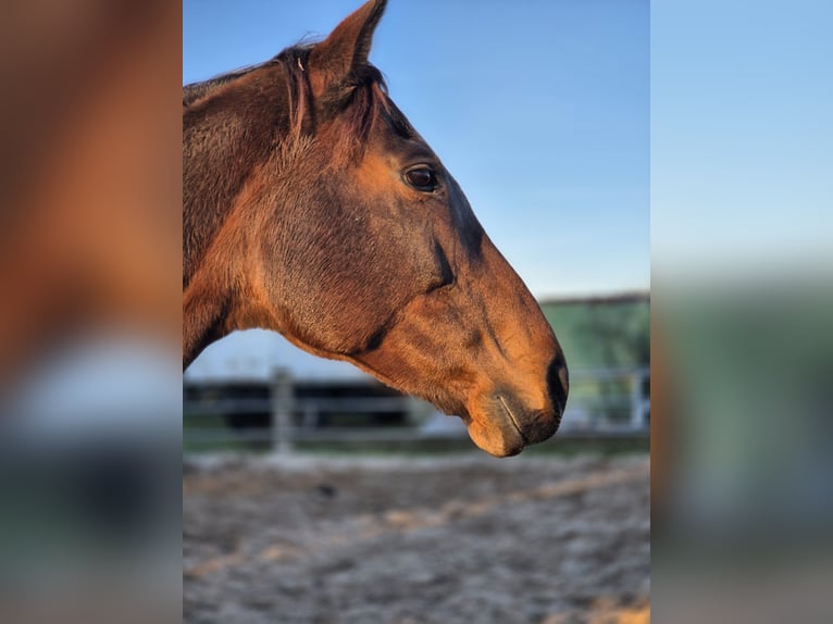 Other Thoroughbred Breeds Mare 10 years 15,2 hh Bay-Dark in Wietzendorf