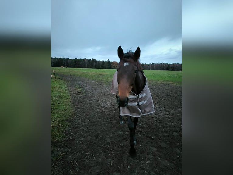 Other Thoroughbred Breeds Mare 10 years 15,2 hh Bay-Dark in Wietzendorf