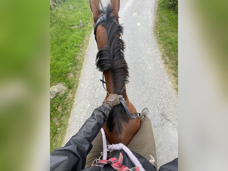 Other Thoroughbred Breeds Mare 10 years 15,1 hh Brown in Schmallenberg