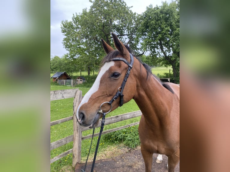 Other Thoroughbred Breeds Mare 10 years 15,1 hh Brown in Schmallenberg