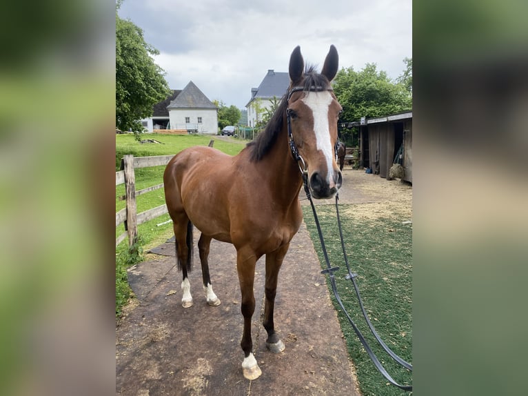Other Thoroughbred Breeds Mare 10 years 15,1 hh Brown in Schmallenberg