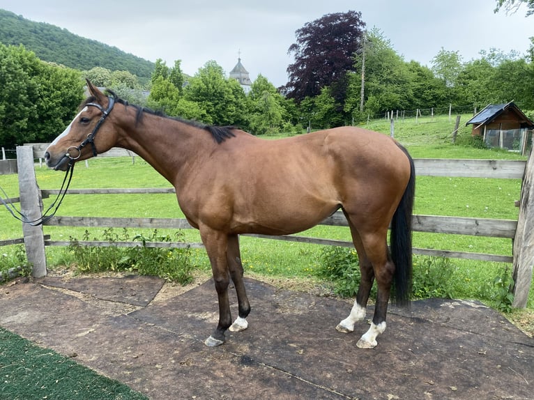 Other Thoroughbred Breeds Mare 10 years 15,1 hh Brown in Schmallenberg