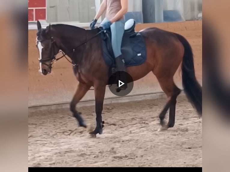 Other Thoroughbred Breeds Mare 10 years 15,2 hh Brown in Wetzlar
