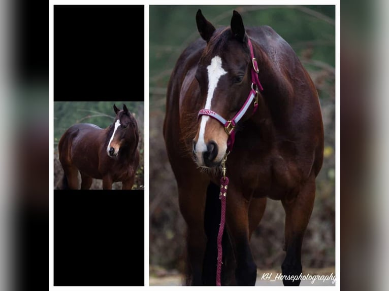 Other Thoroughbred Breeds Mare 10 years 15,2 hh Brown in Wetzlar