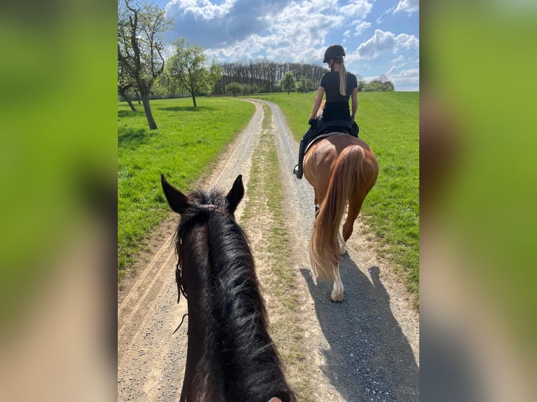 Other Thoroughbred Breeds Mare 10 years 15,2 hh Brown in Wetzlar