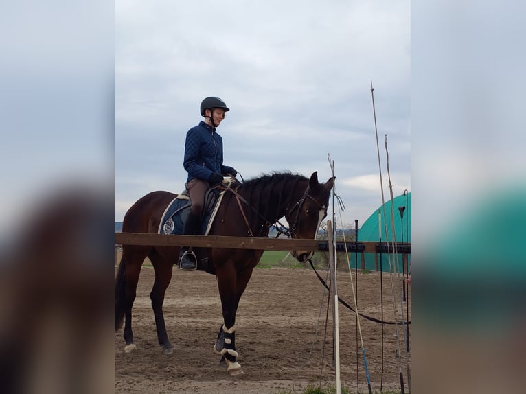 Other Thoroughbred Breeds Mare 10 years 15,2 hh Brown in Wetzlar