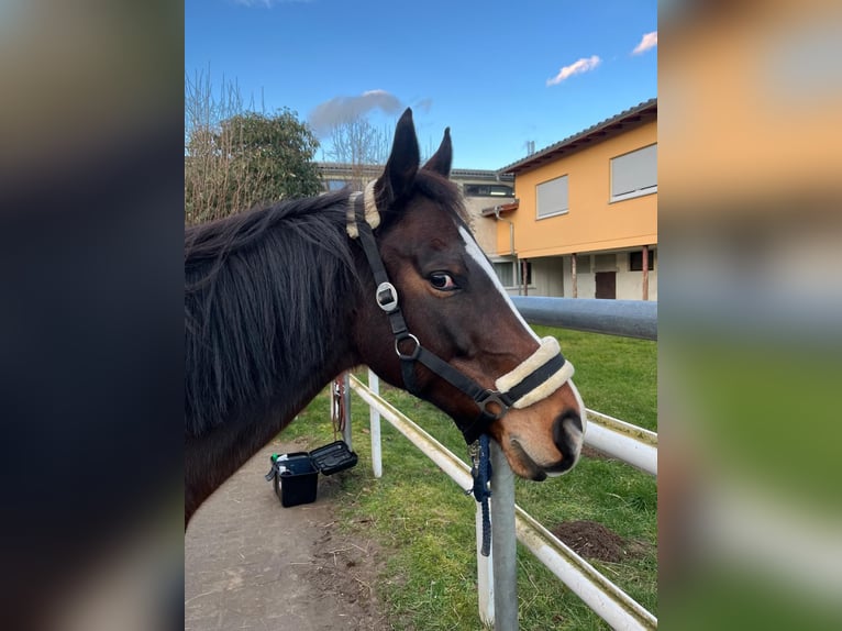 Other Thoroughbred Breeds Mare 10 years 15,2 hh Brown in Wetzlar
