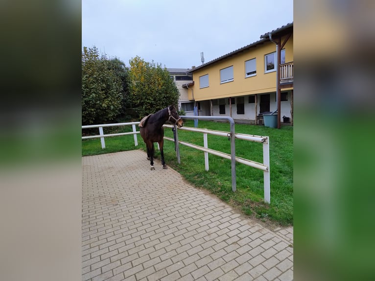 Other Thoroughbred Breeds Mare 10 years 15,2 hh Brown in Wetzlar