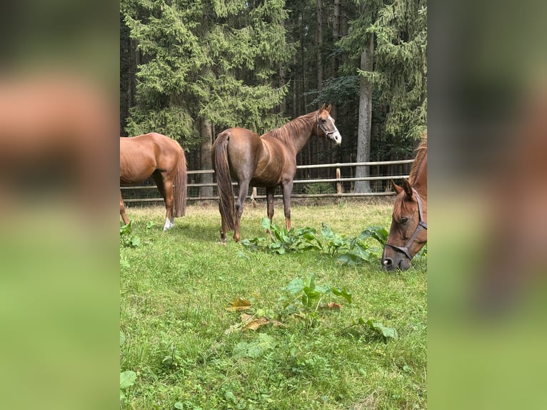 Other Thoroughbred Breeds Mare 10 years 15,2 hh in Walsrode