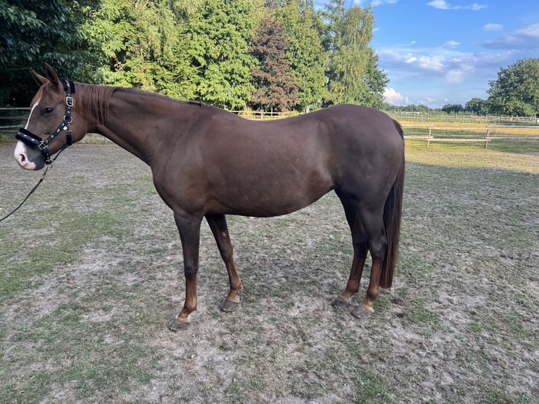 Other Thoroughbred Breeds Mare 10 years 15,2 hh in Walsrode