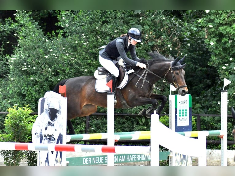 Other Thoroughbred Breeds Mare 10 years 15,3 hh Brown in K&#xF6;ln