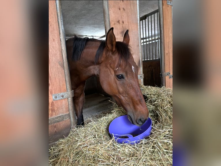 Other Thoroughbred Breeds Mix Mare 10 years 16 hh Brown in Tragwein