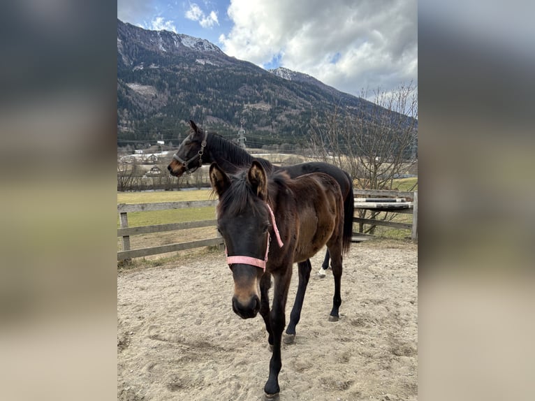 Other Thoroughbred Breeds Mare 11 years 15,2 hh Bay-Dark in Sachsenburg