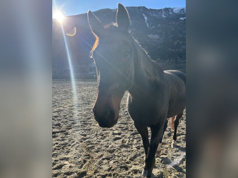 Other Thoroughbred Breeds Mare 11 years 15,2 hh Bay-Dark in Sachsenburg