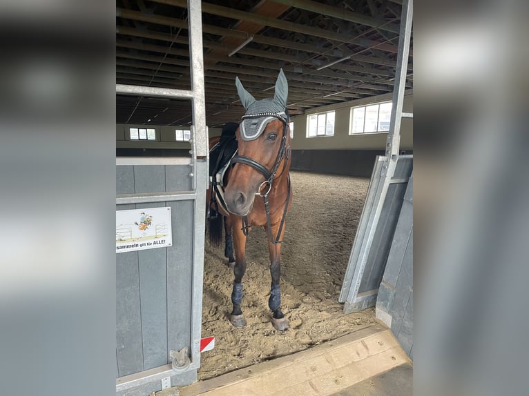 Other Thoroughbred Breeds Mare 11 years 15,2 hh Brown in Pforzheim