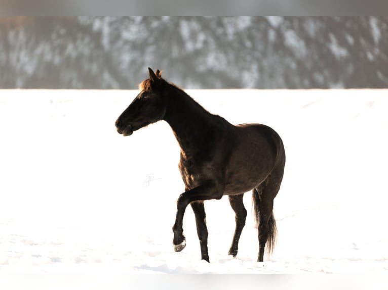 Other Thoroughbred Breeds Mare 12 years 14,2 hh Black in Bad Aussee