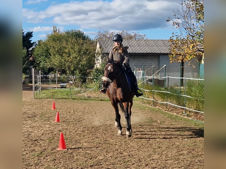 Other Thoroughbred Breeds Mare 12 years 14,2 hh Brown in Prellenkirchen
