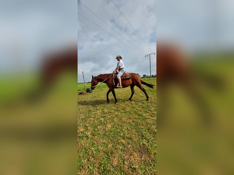 Other Thoroughbred Breeds Mare 12 years 15,2 hh Brown in Ludwigslust