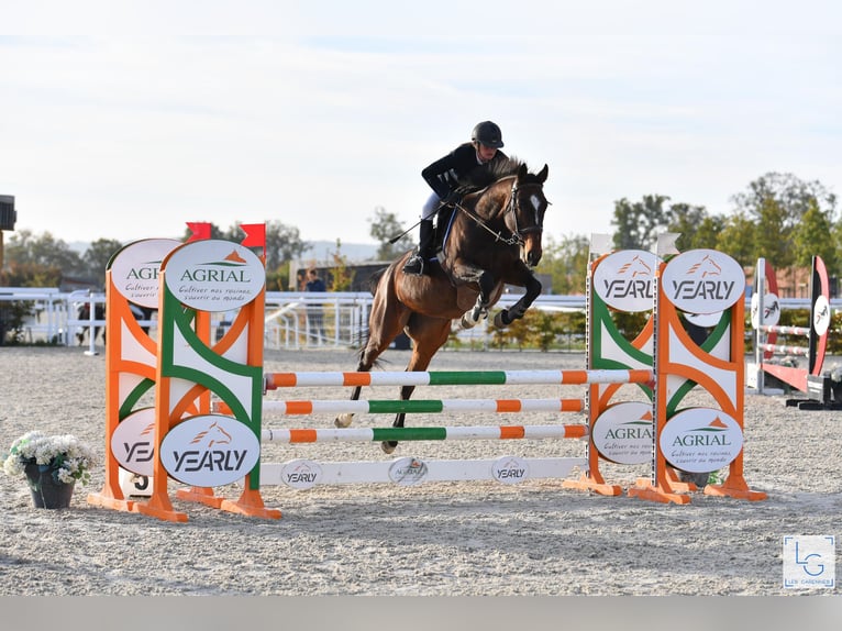 Other Thoroughbred Breeds Mare 12 years 16 hh Brown in Gouttières