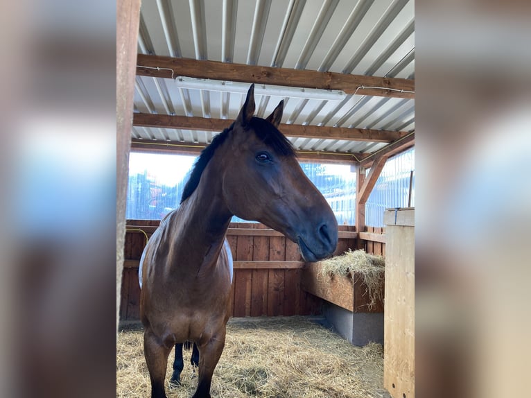 Other Thoroughbred Breeds Mare 12 years 17 hh Brown in Wiehl
