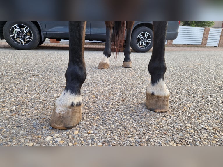Other Thoroughbred Breeds Mare 13 years 14,2 hh Brown in Prellenkirchen