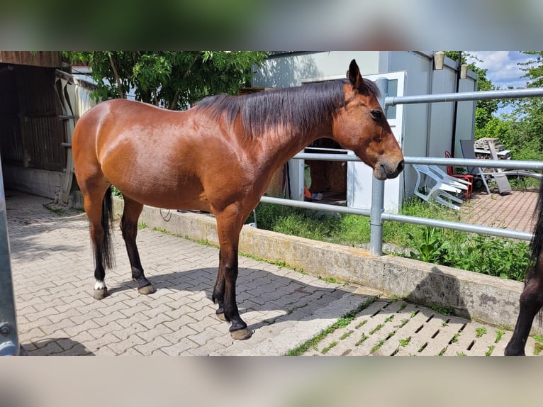Other Thoroughbred Breeds Mare 13 years 15.1 hh Brown in Ostelsheim