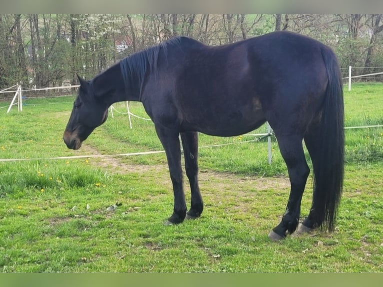 Other Thoroughbred Breeds Mare 13 years 15,1 hh in Flörsbachtal