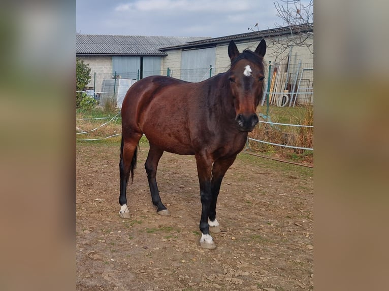 Other Thoroughbred Breeds Mare 13 years 15,1 hh Brown in Prellenkirchen