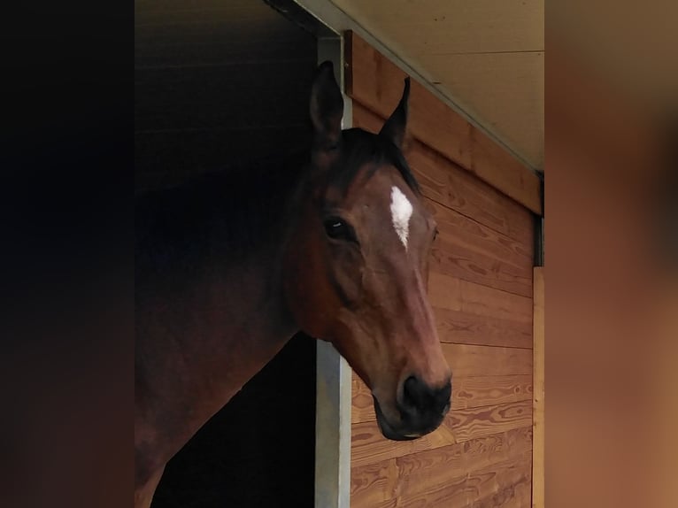 Other Thoroughbred Breeds Mare 13 years 15,2 hh Brown in Rielasingen-Worblingen