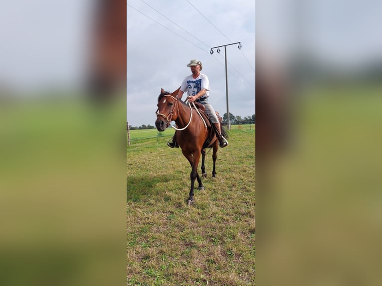 Other Thoroughbred Breeds Mare 13 years 15,2 hh Brown in Ludwigslust