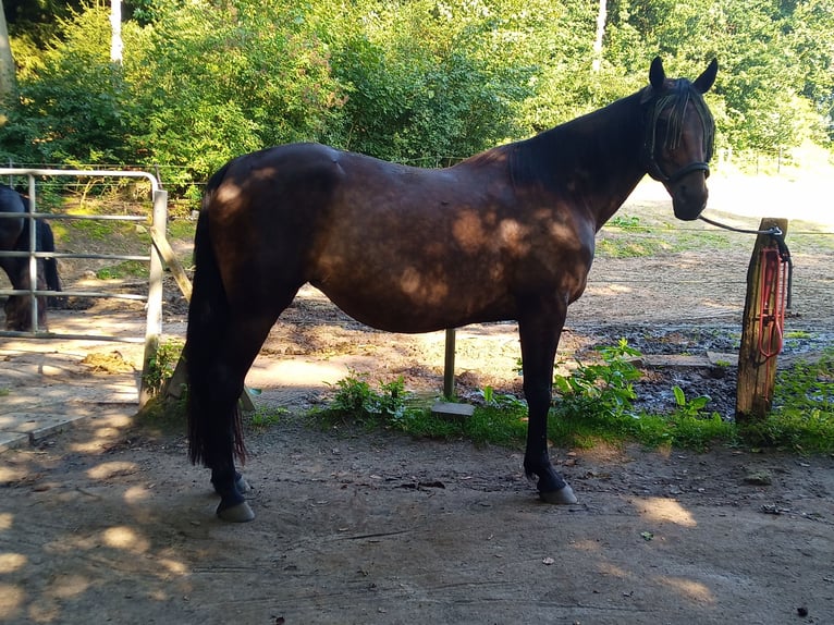 Other Thoroughbred Breeds Mare 14 years 15,2 hh Brown in Hohenfelde