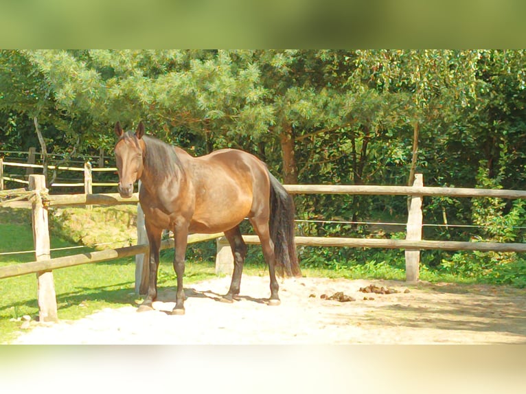 Other Thoroughbred Breeds Mare 14 years 15,2 hh Brown in Hohenfelde