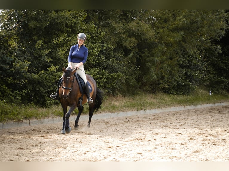 Other Thoroughbred Breeds Mare 14 years 15,2 hh Bay-Dark in Mielkendorf