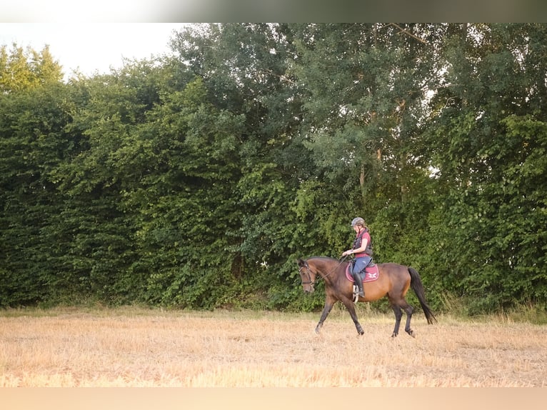 Other Thoroughbred Breeds Mare 14 years 15,2 hh Bay-Dark in Mielkendorf