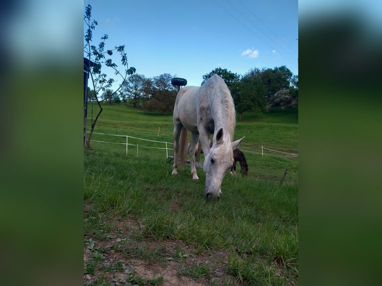 Other Thoroughbred Breeds Mare 14 years 15,2 hh Grey-Fleabitten in Ulmet