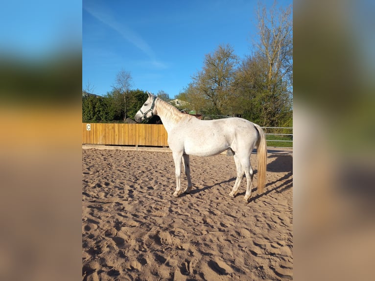 Other Thoroughbred Breeds Mare 14 years 15,2 hh Grey-Fleabitten in Ulmet
