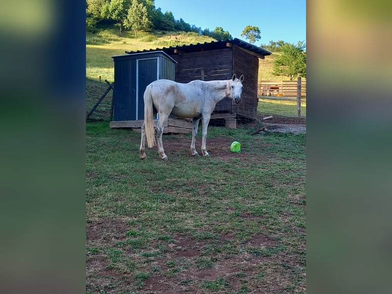 Other Thoroughbred Breeds Mare 14 years 15,2 hh Grey-Fleabitten in Ulmet