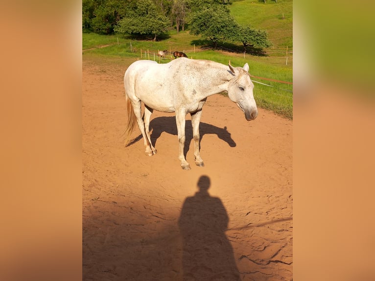Other Thoroughbred Breeds Mare 14 years 15,2 hh Grey-Fleabitten in Ulmet