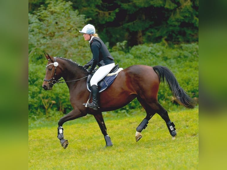 Other Thoroughbred Breeds Mare 14 years 16,1 hh Brown in Wenzenbach
