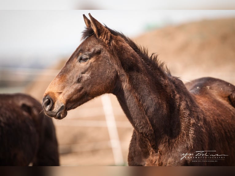 Other Thoroughbred Breeds Mare 14 years 16 hh Brown in Würzburg